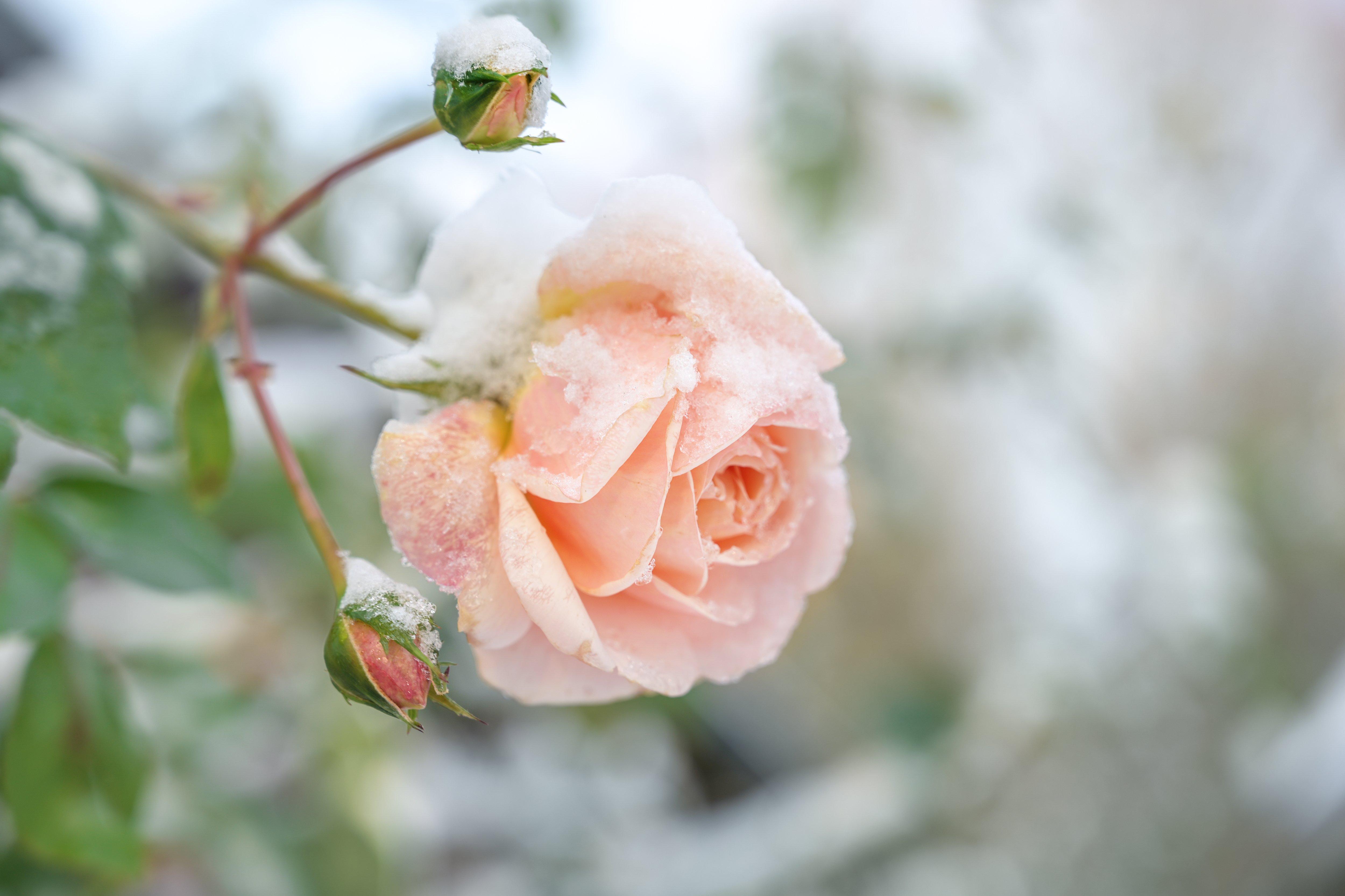 Pale_pink_rose_in_the_snow