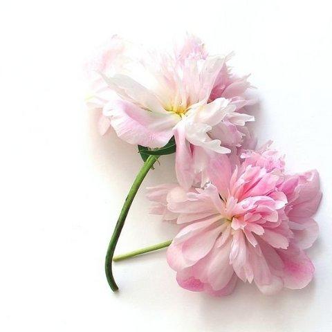 Peonies-facts-that-may-surprise-you-1