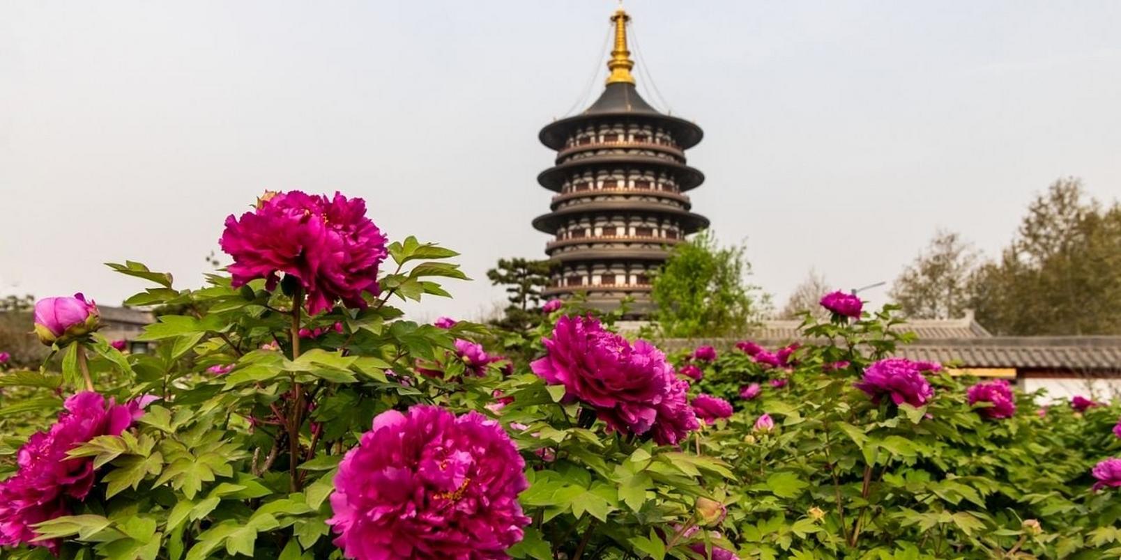 Peonies-facts-that-may-surprise-you-5