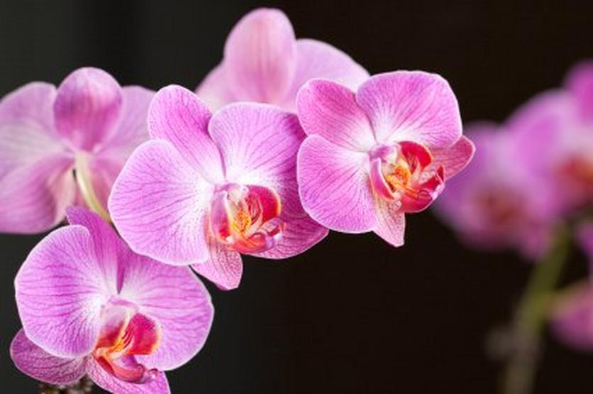 Phalenopsis-orchid