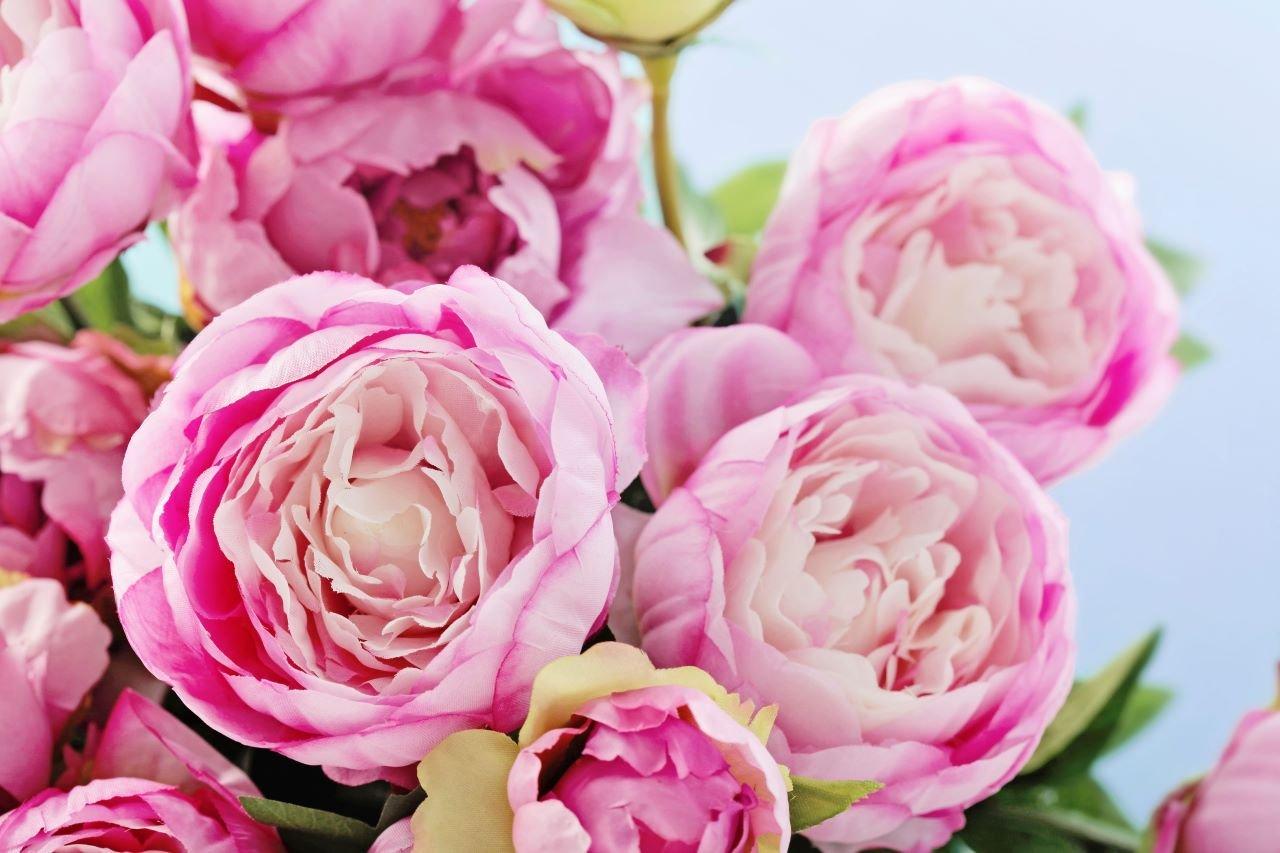Pink Peonies