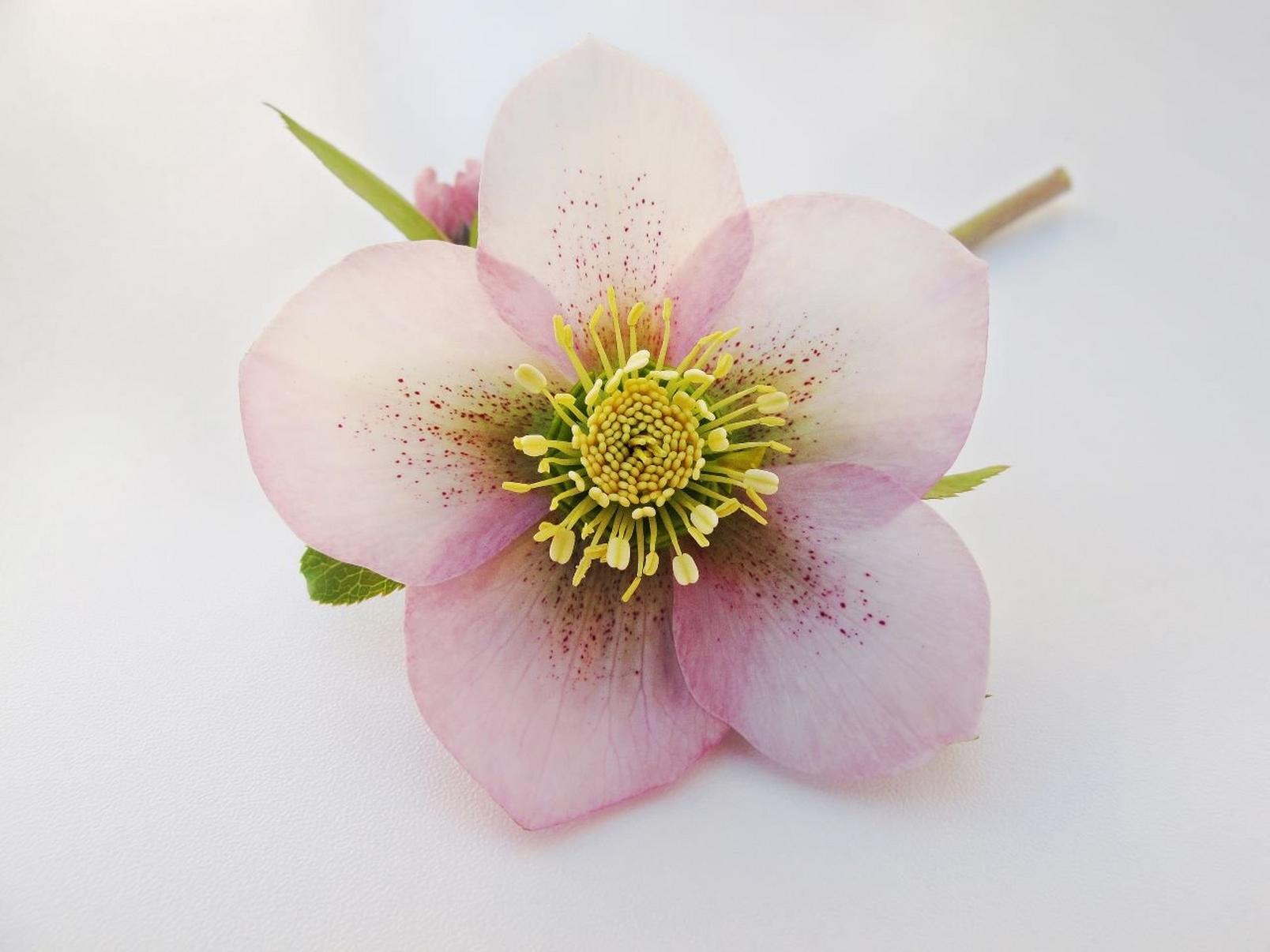 Pink-Hellebore-Flower