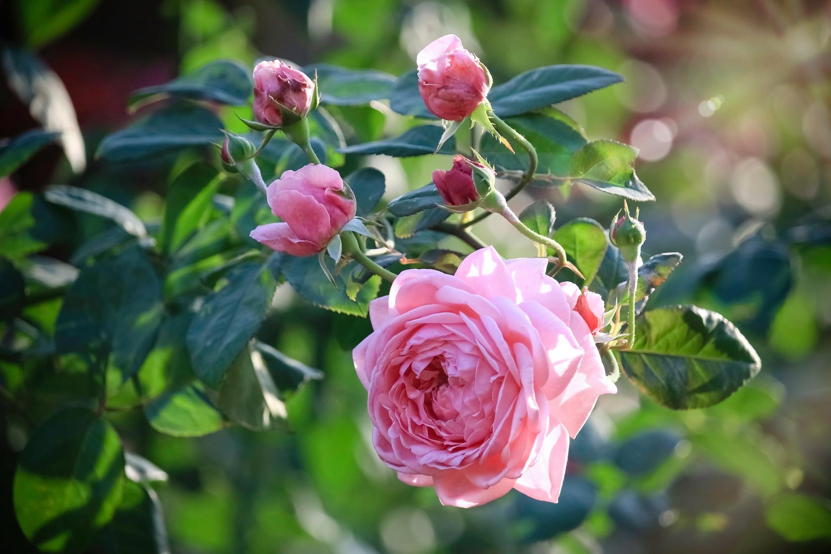 Pink_rose_with_buds
