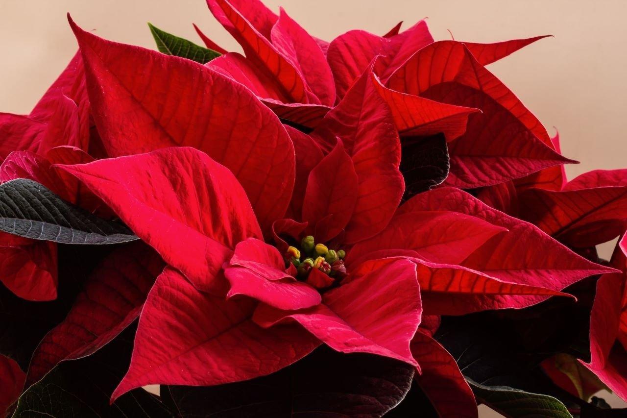 Poinsettia-red-plant