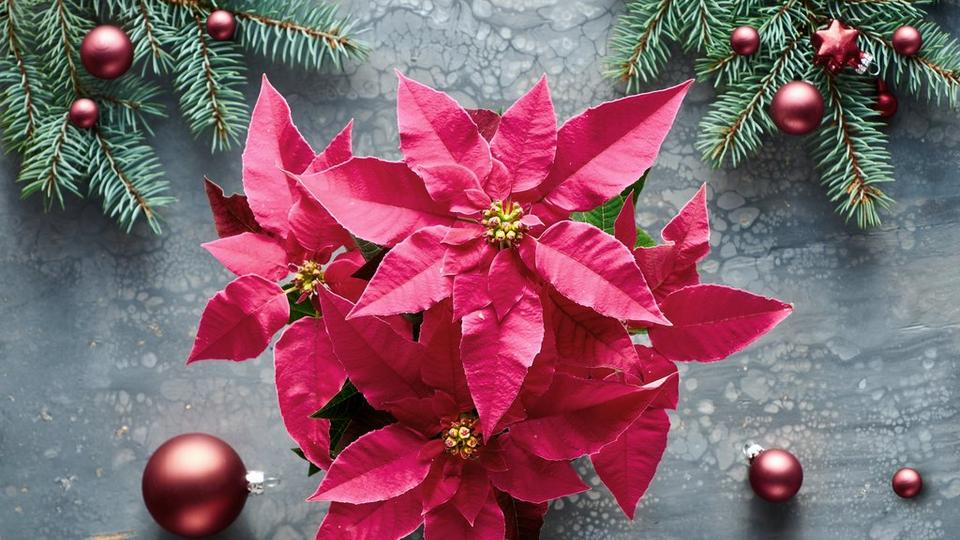 Poinsettia_on_a_grey_background_with_baubles_and_pine