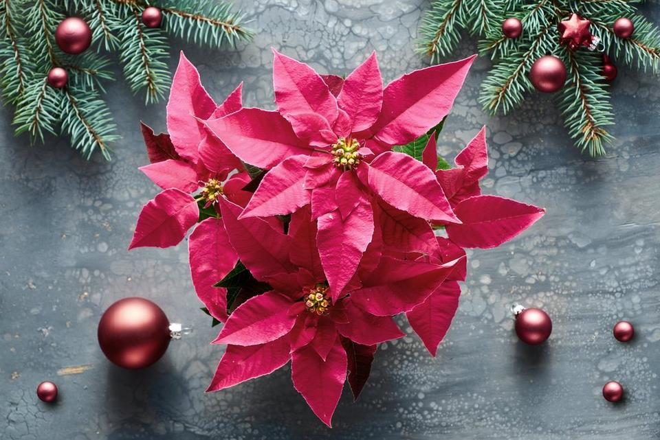 Poinsettia_on_a_grey_background_with_baubles_and_pine