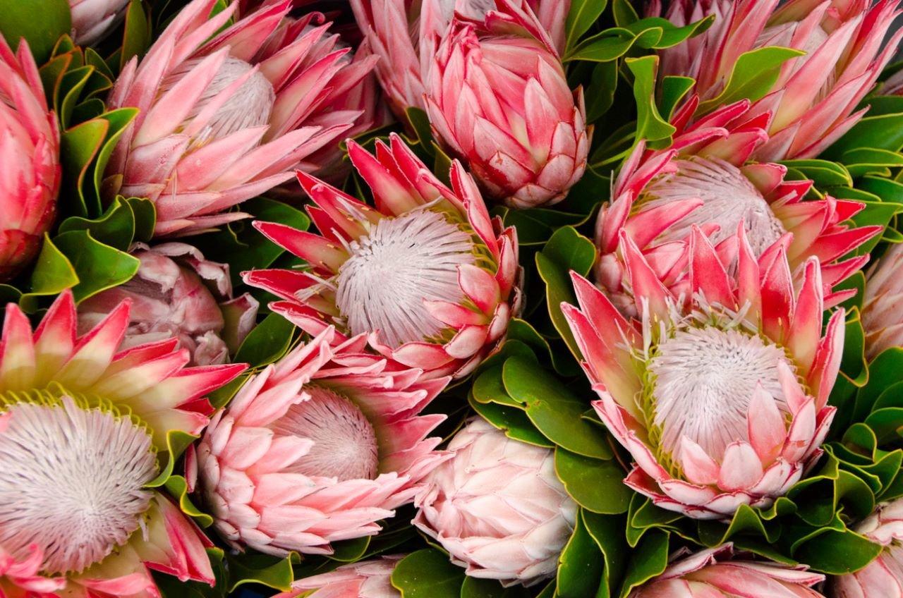 Protea
