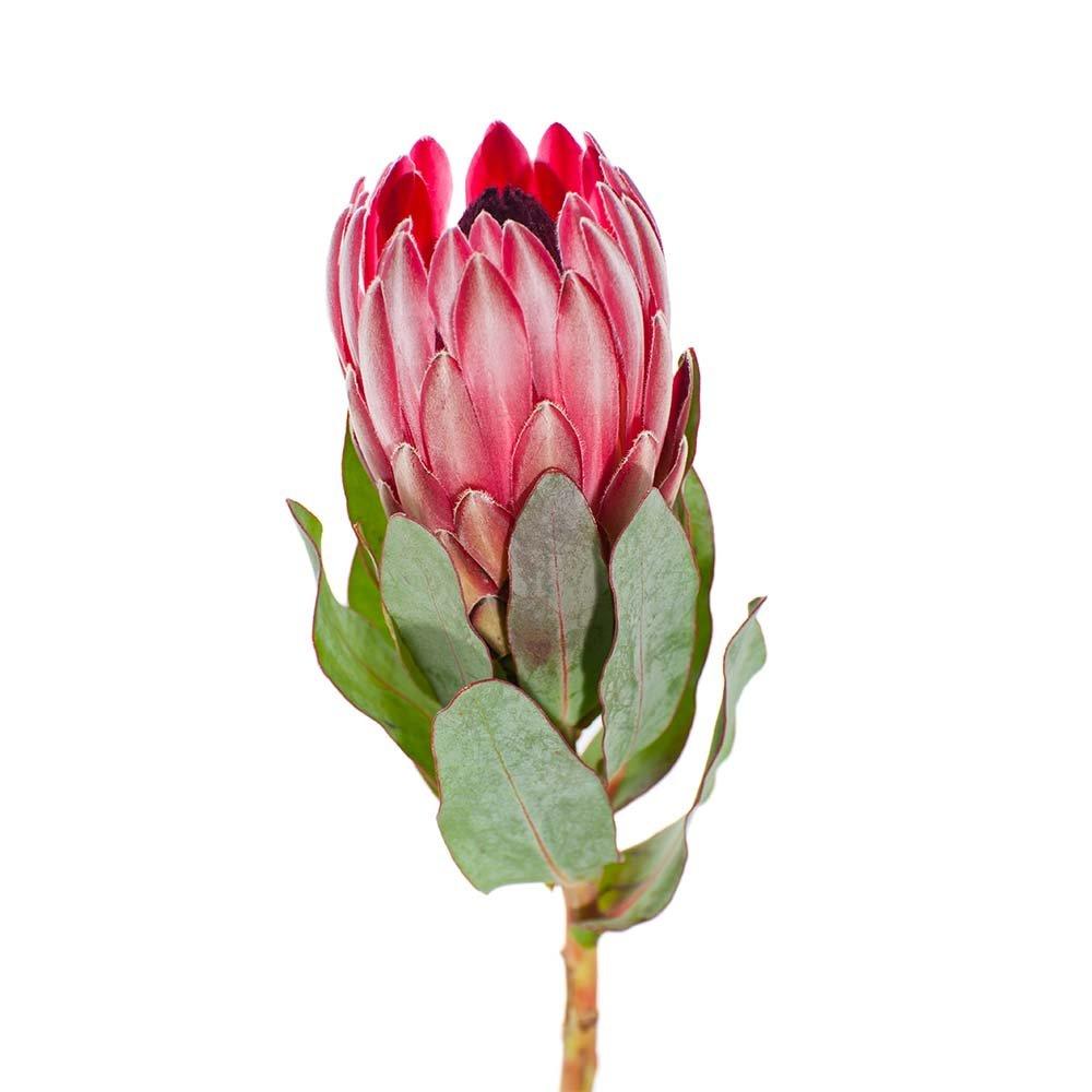 Protea-red-flower-bud
