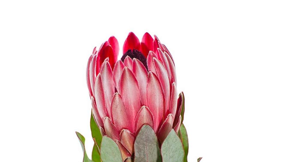 Protea-red-flower-bud