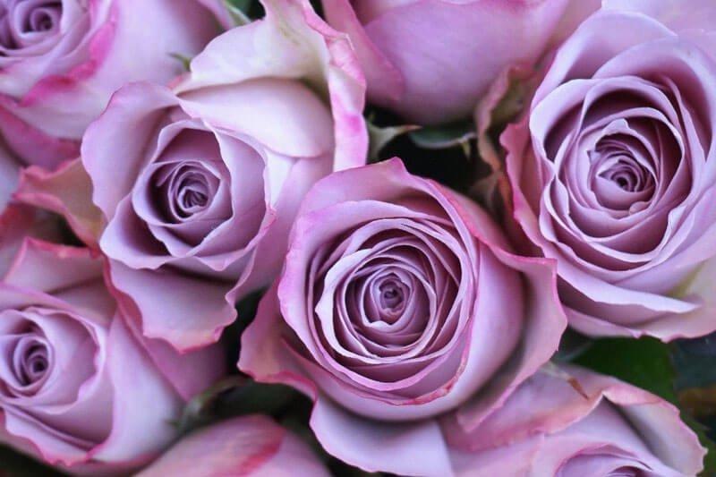 Purple-roses-roses-page