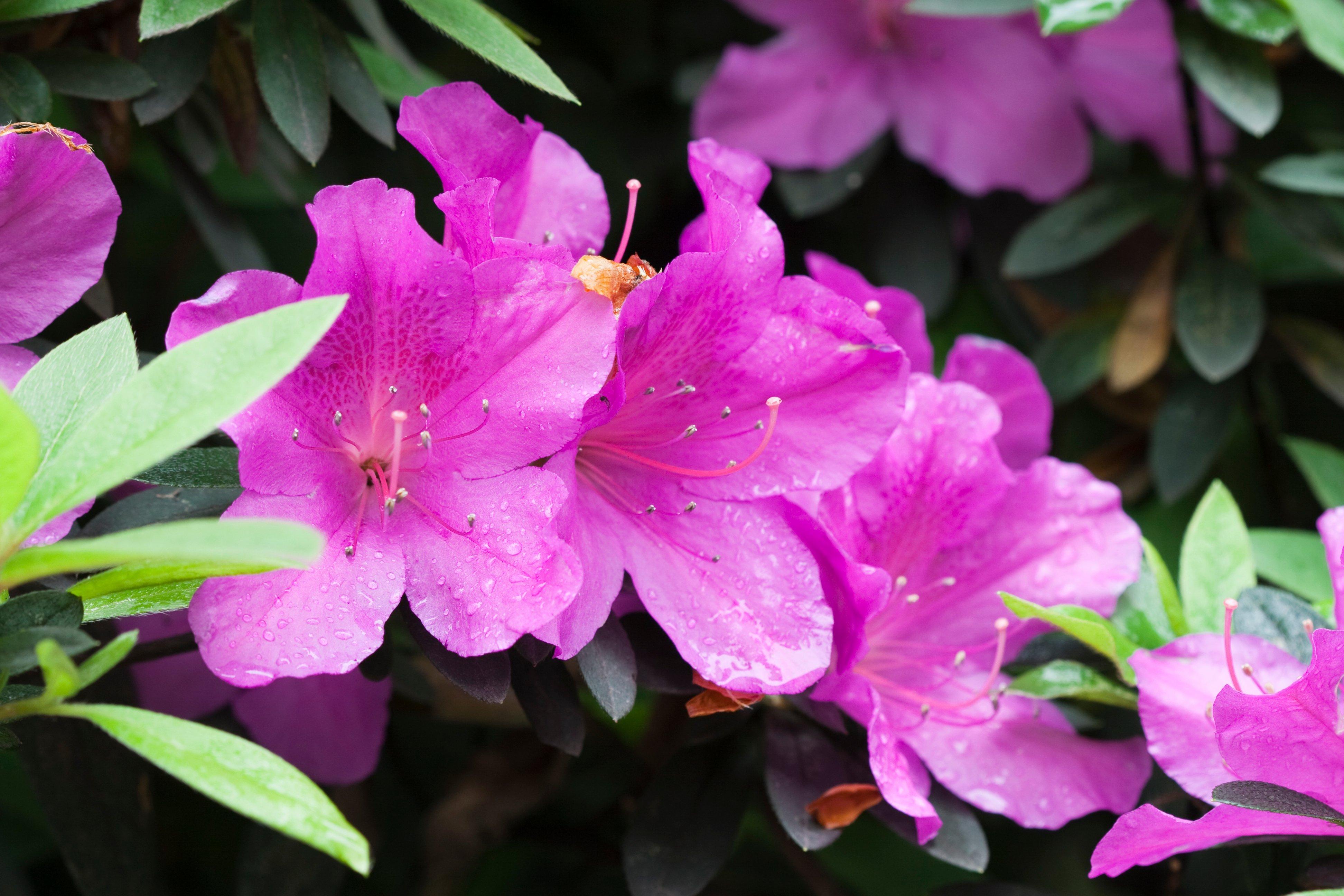 Purple_azalea