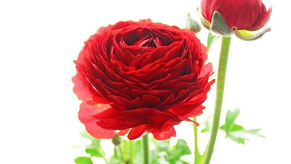 Ranunculus-red-flower