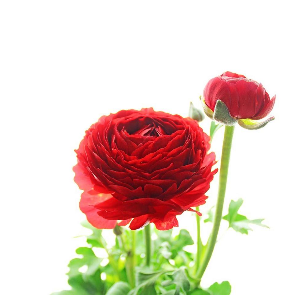 Ranunculus-red-flower