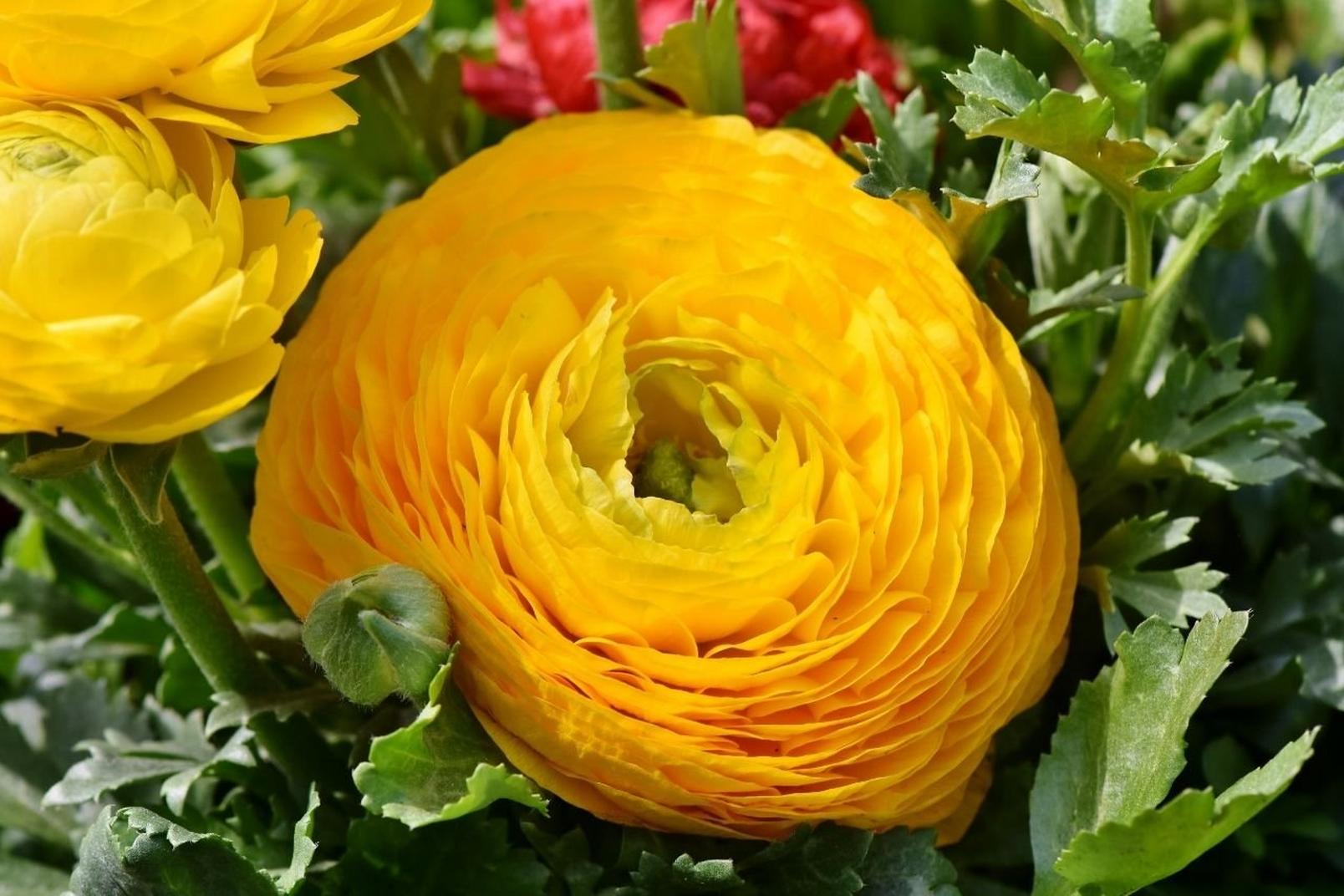 Ranunculus-yellow-flowers