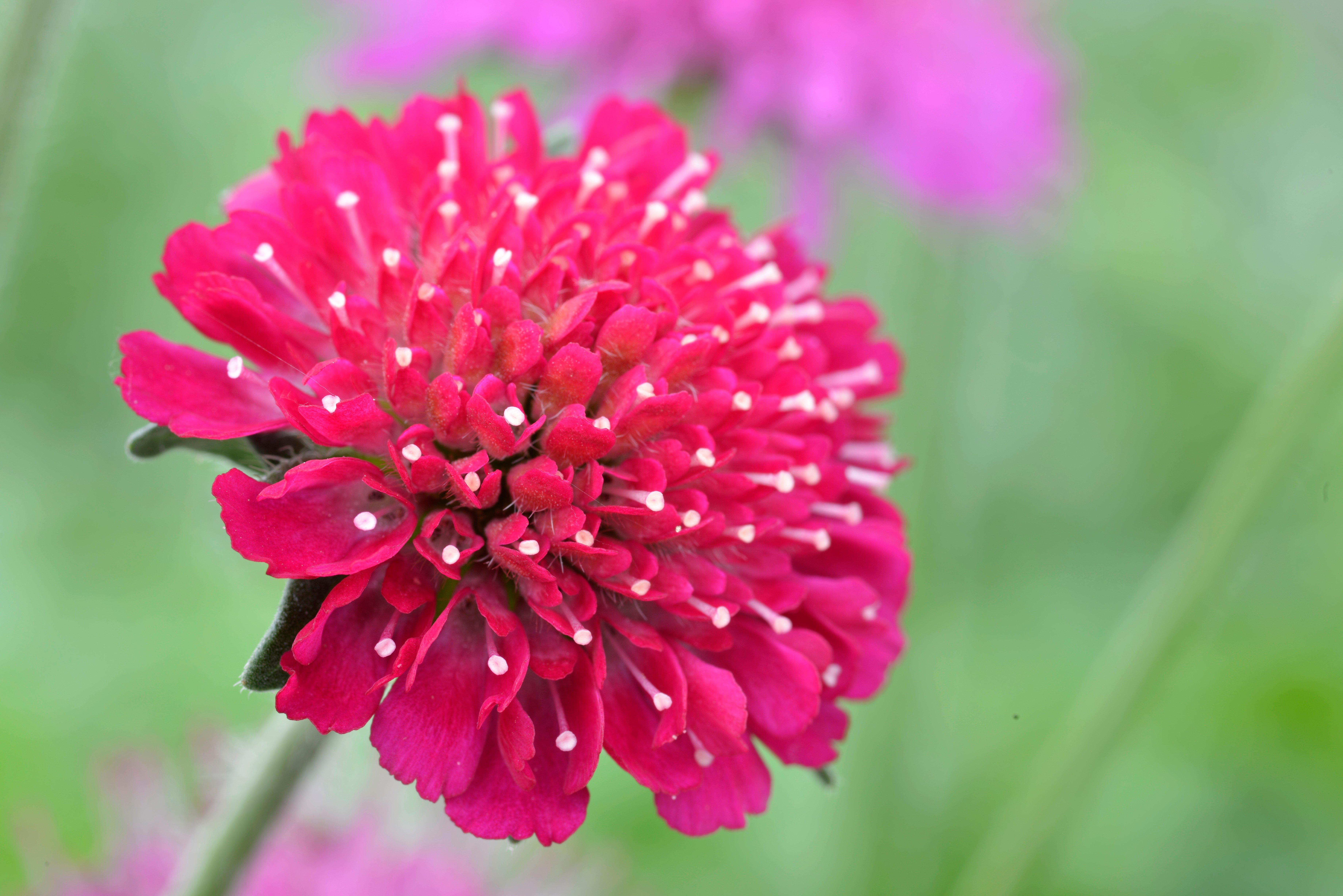 Red_pin_cushion_flower