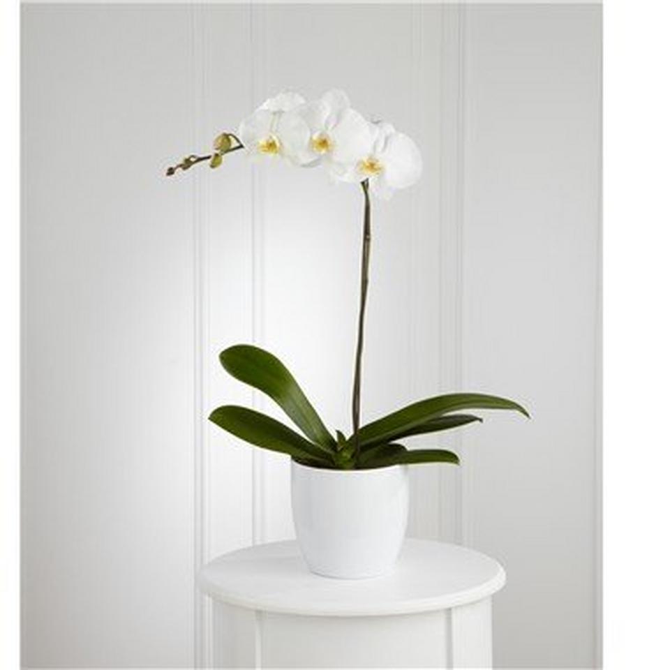 Image 1 of 1 of White Orchid Planter