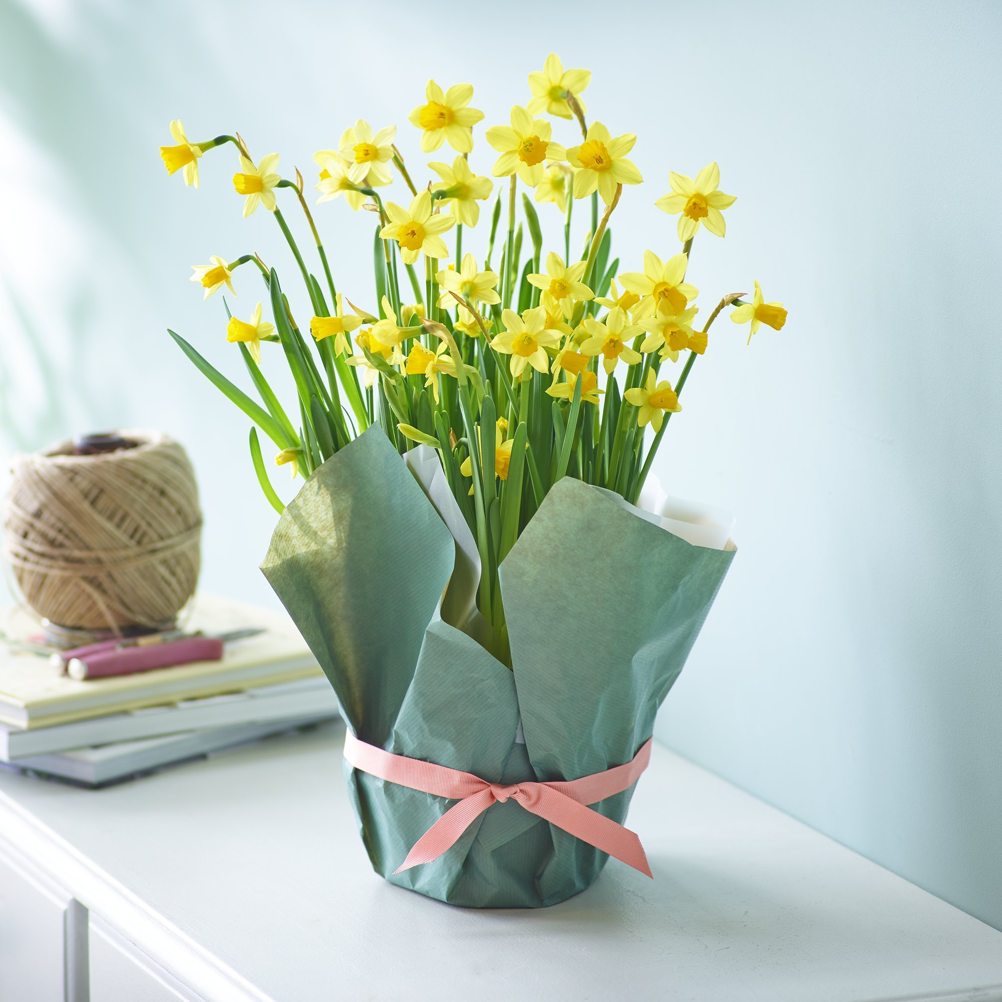 Narcissi Planted Bowl
