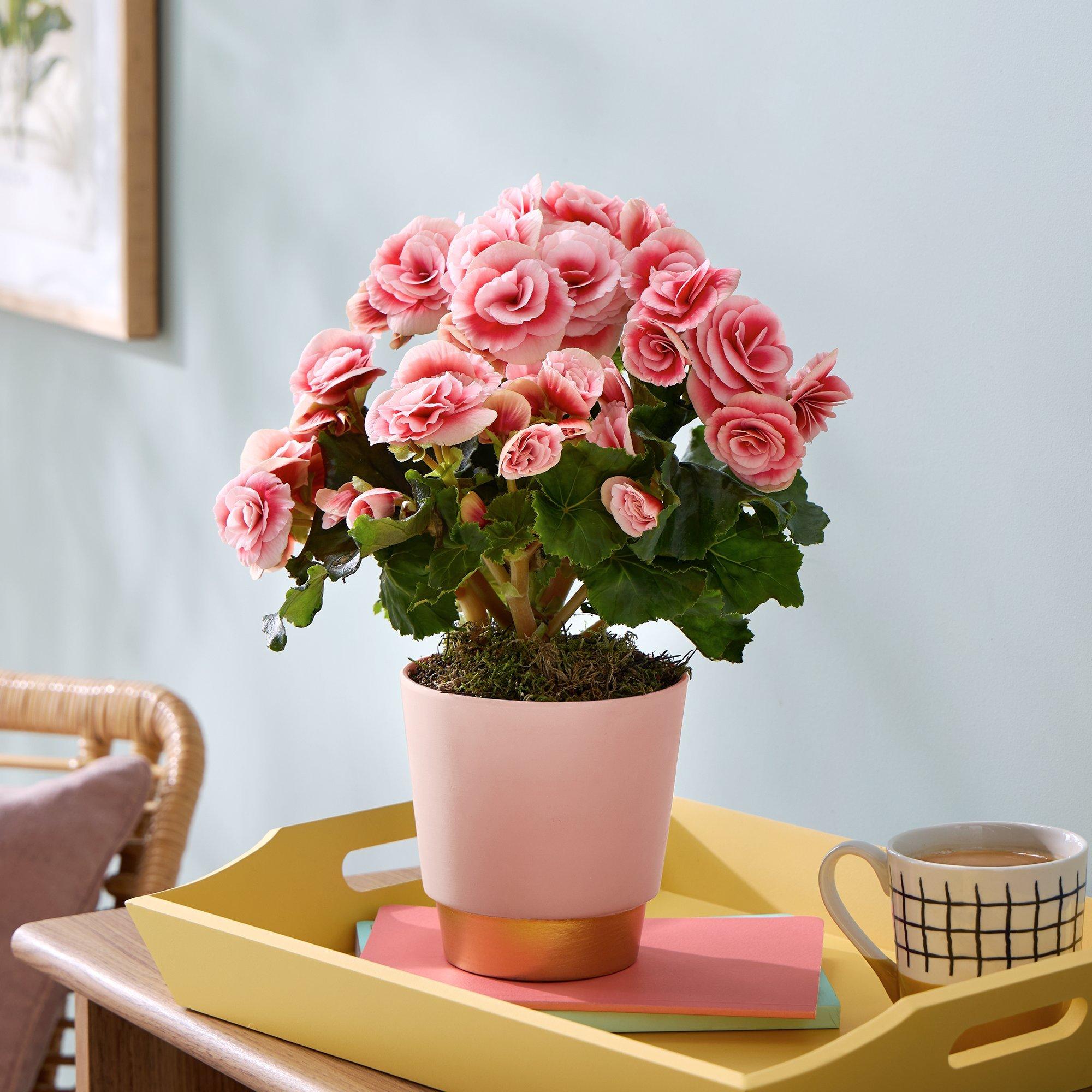 House plants and accessories | Exeter | Hutch Houseplants