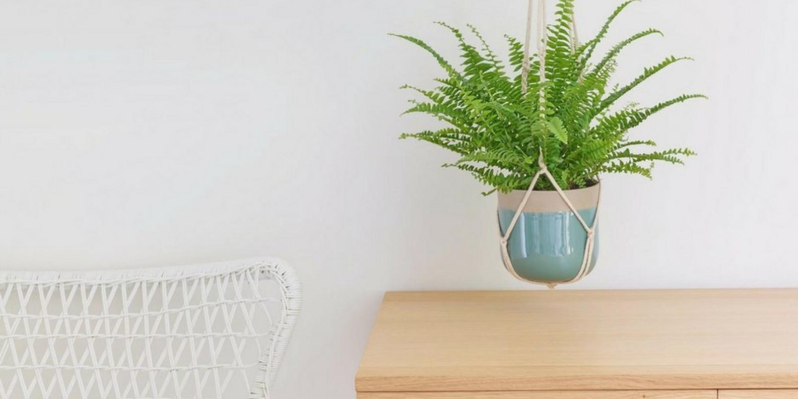 Scandi-plants-2