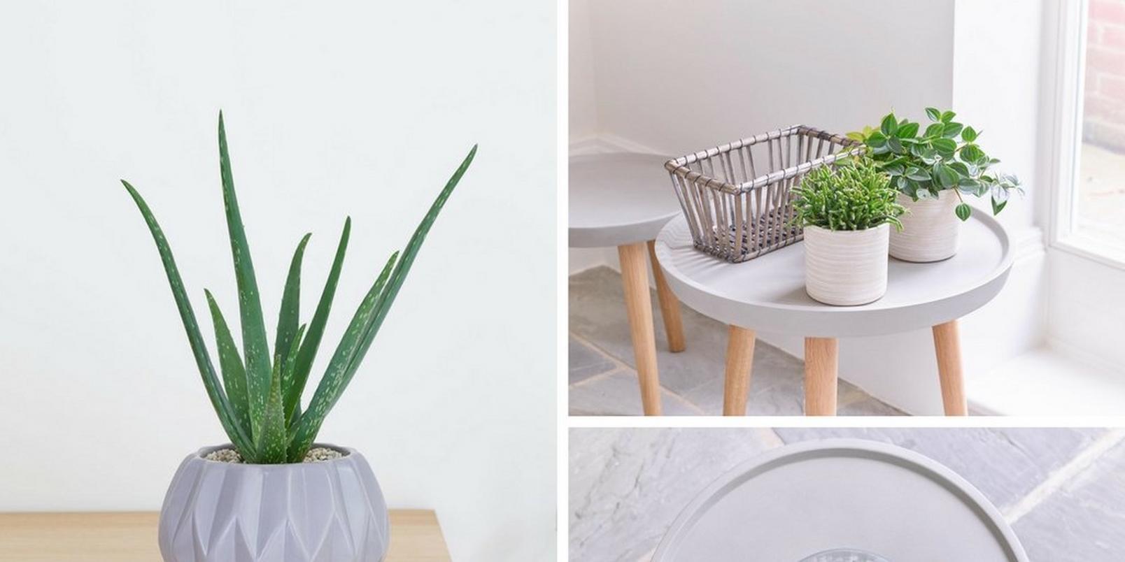 Scandinavian-style-plants