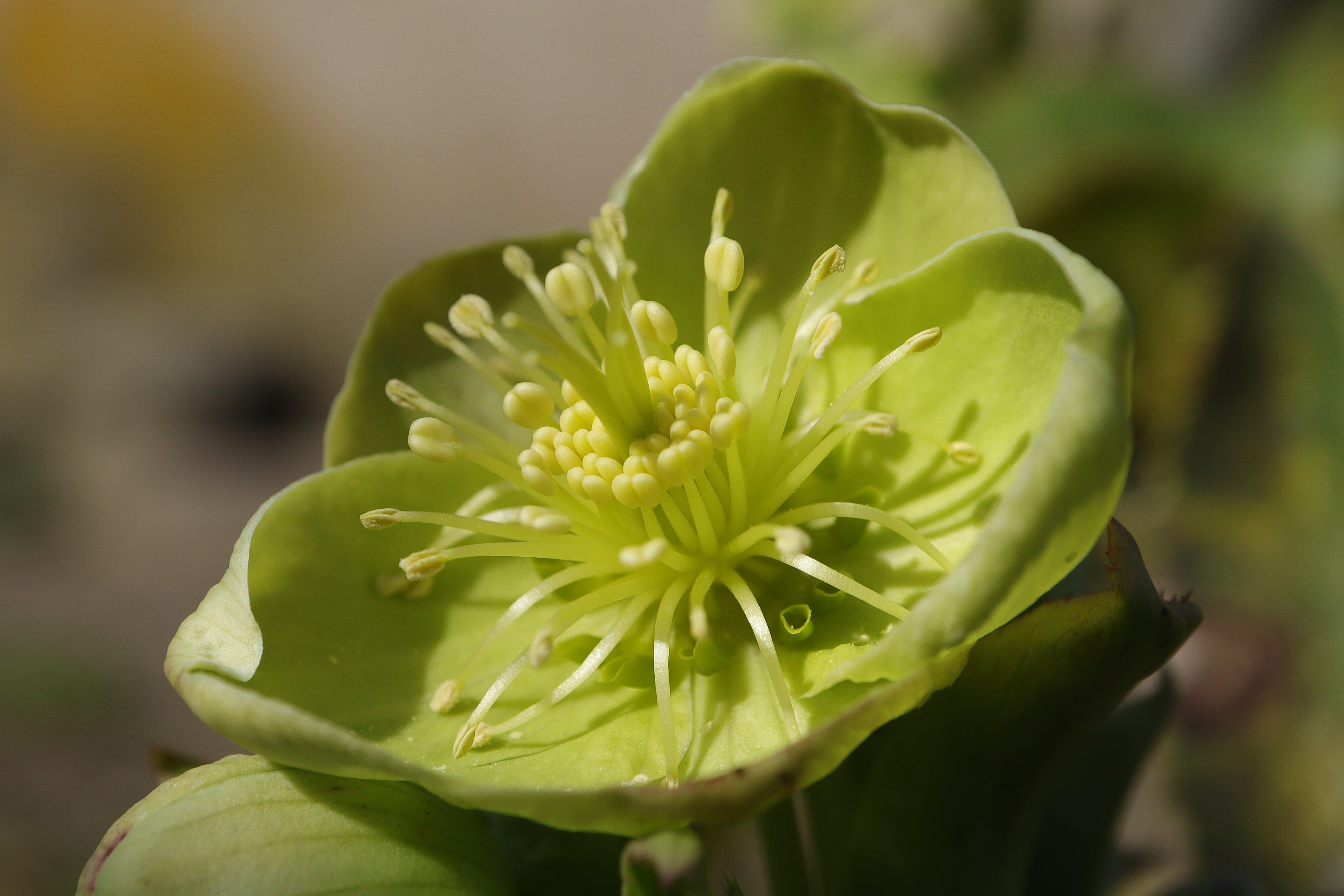 Single_green_hellebore