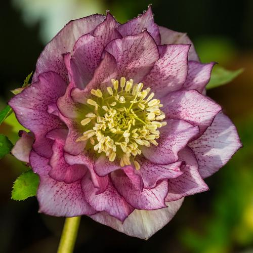 Single_pink_hellebore