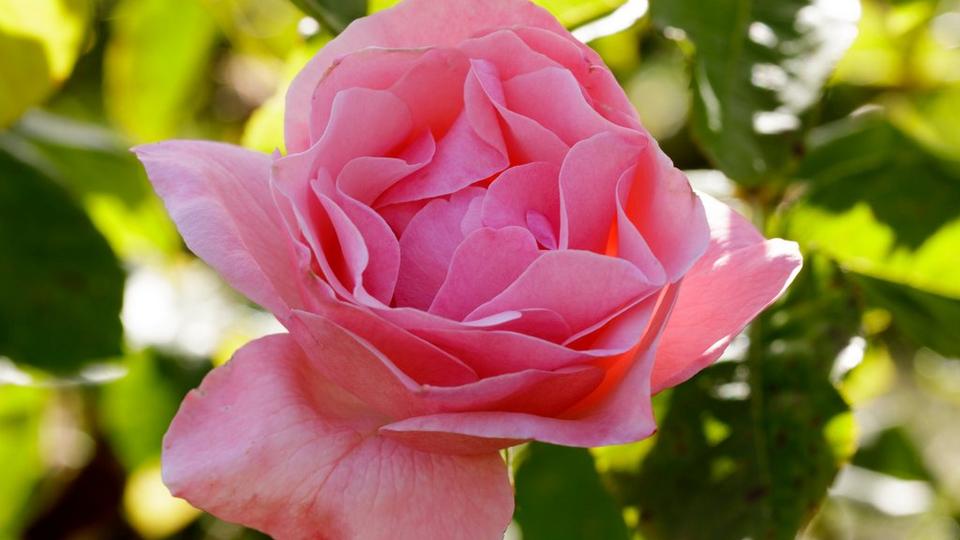 Single_pink_rose