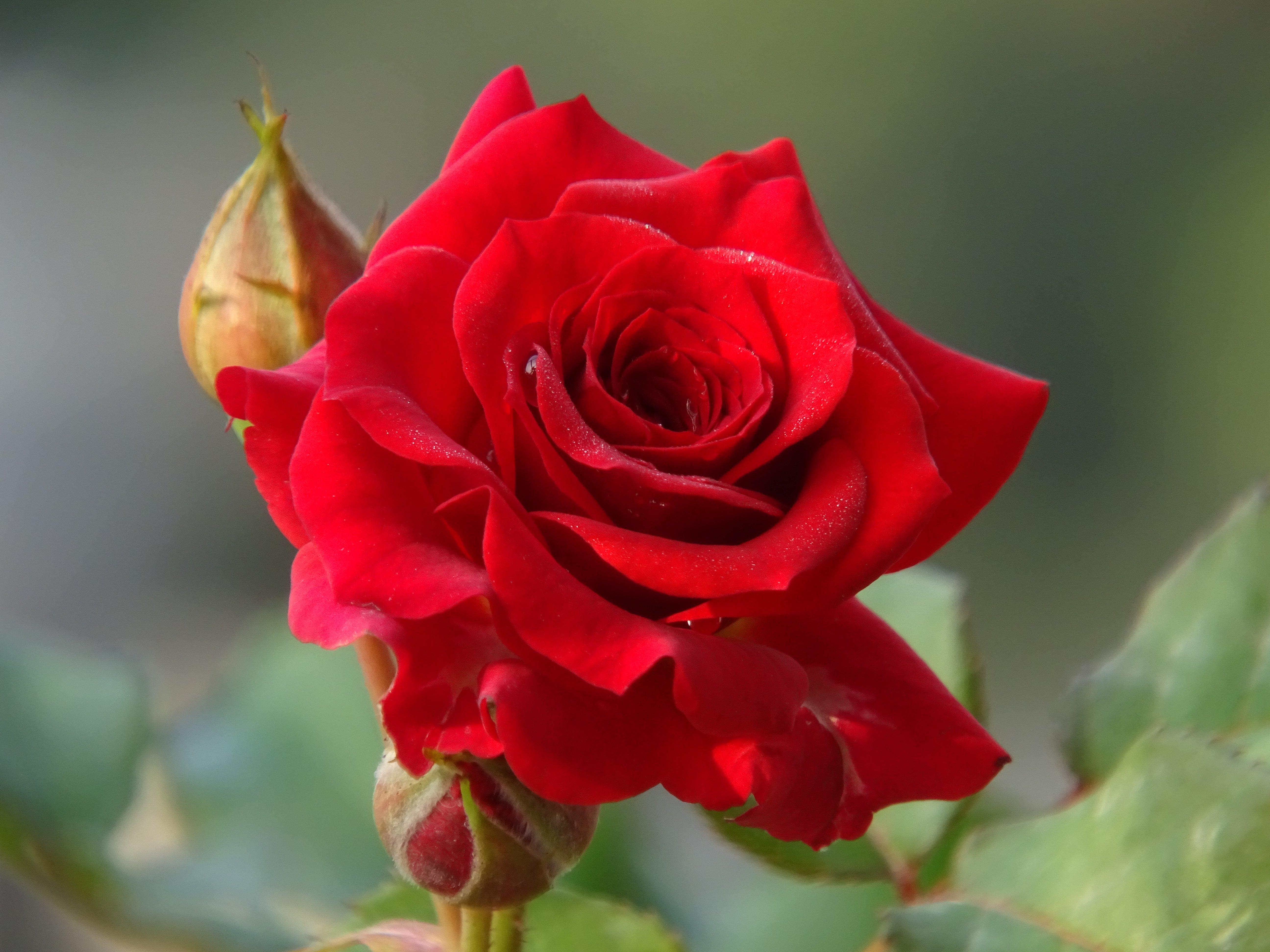 Single Red Rose