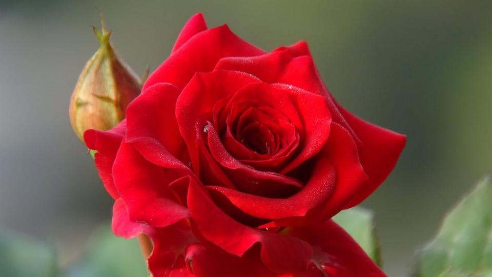 Single_red_rose_with_buds