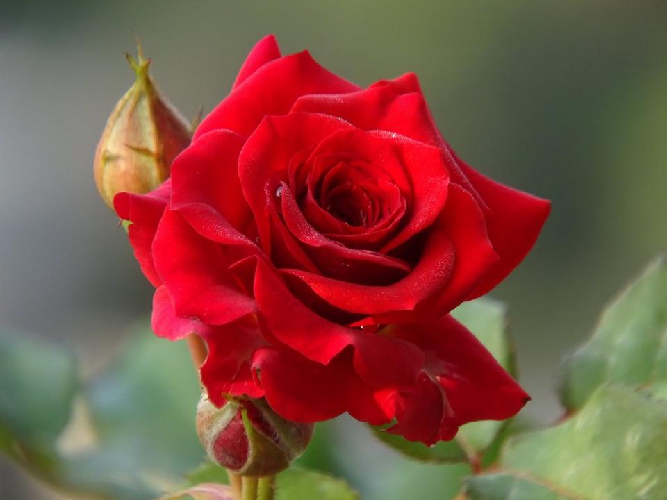 Single_red_rose_with_buds