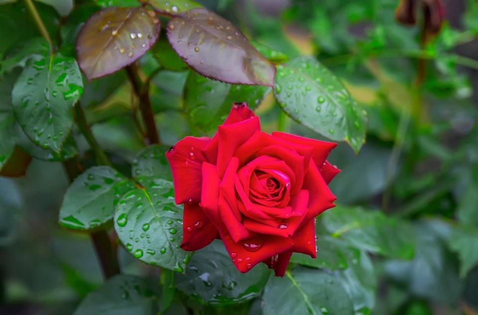Single_red_rose_with_leaves