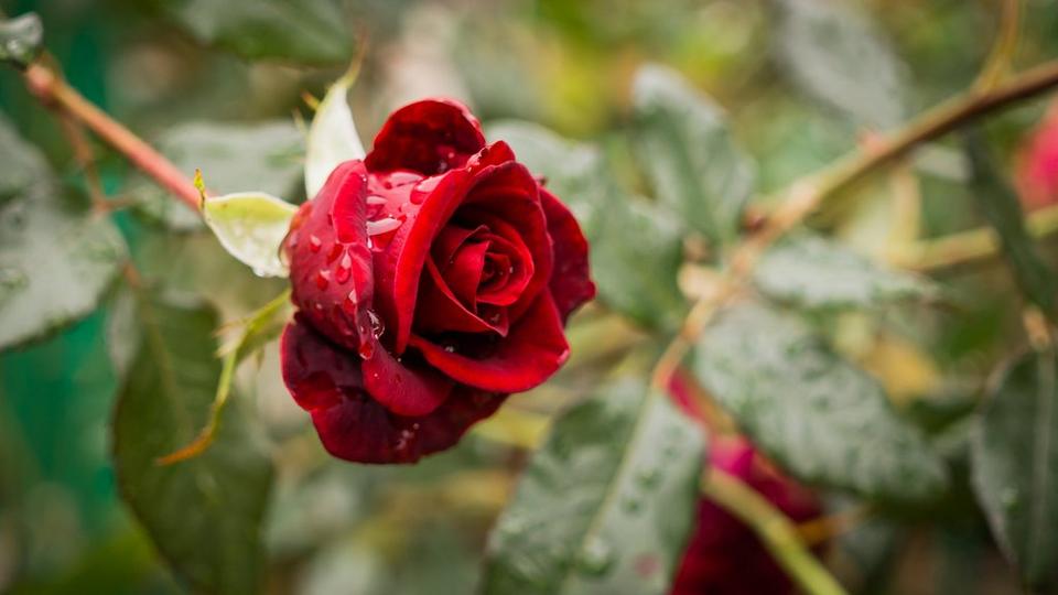 Single_red_rose_with_raindrops