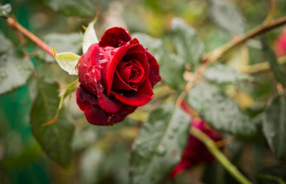 Single_red_rose_with_raindrops