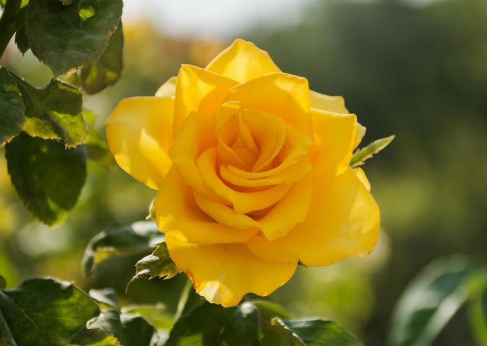 Single_yellow_rose_in_sunshine