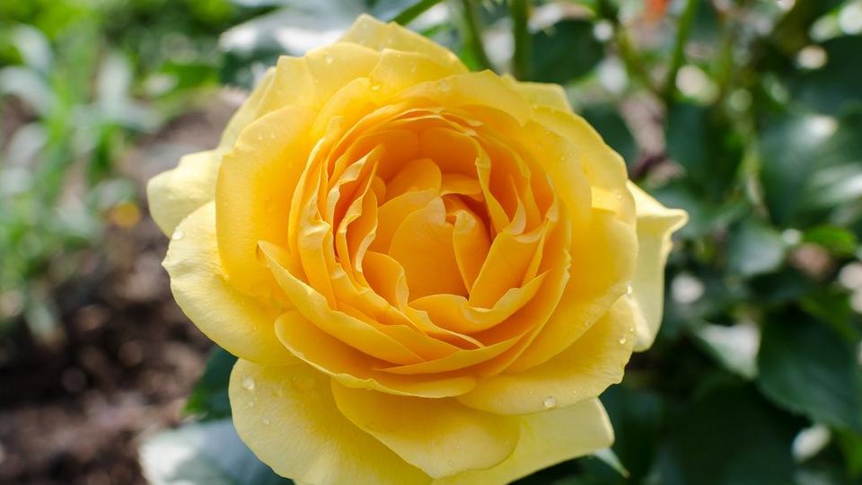 Single_yellow_rose_outside