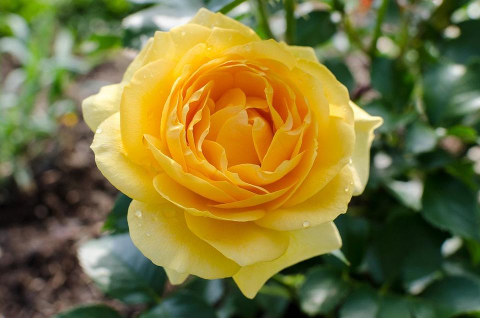 Single_yellow_rose_outside