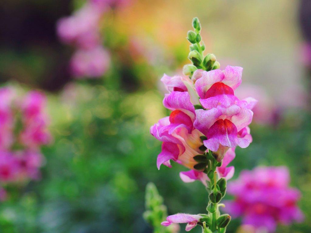 Snapdragon