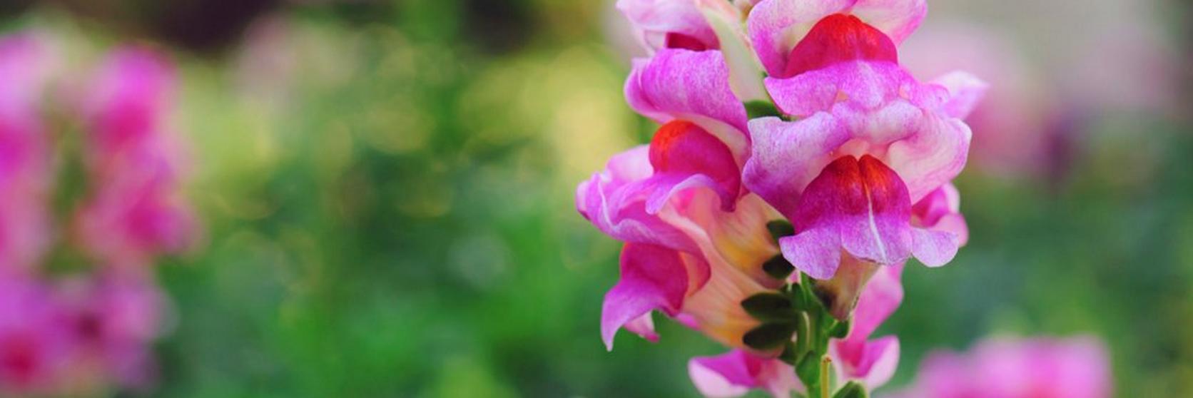 Snapdragon-pink-flowers