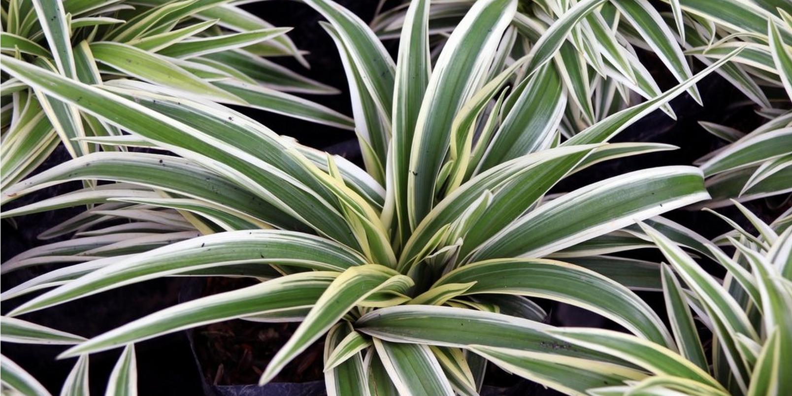Spider-plants
