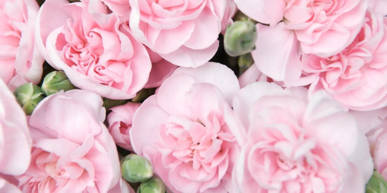Spray Carnations2