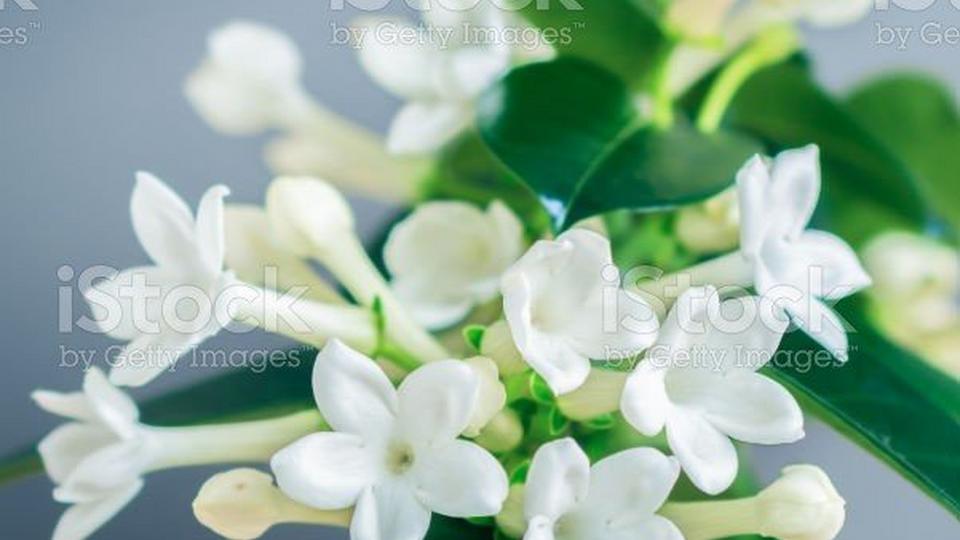 Stephanotis-placeholder