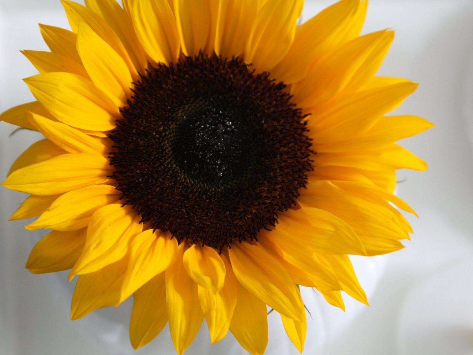 Sunflower-single-flower