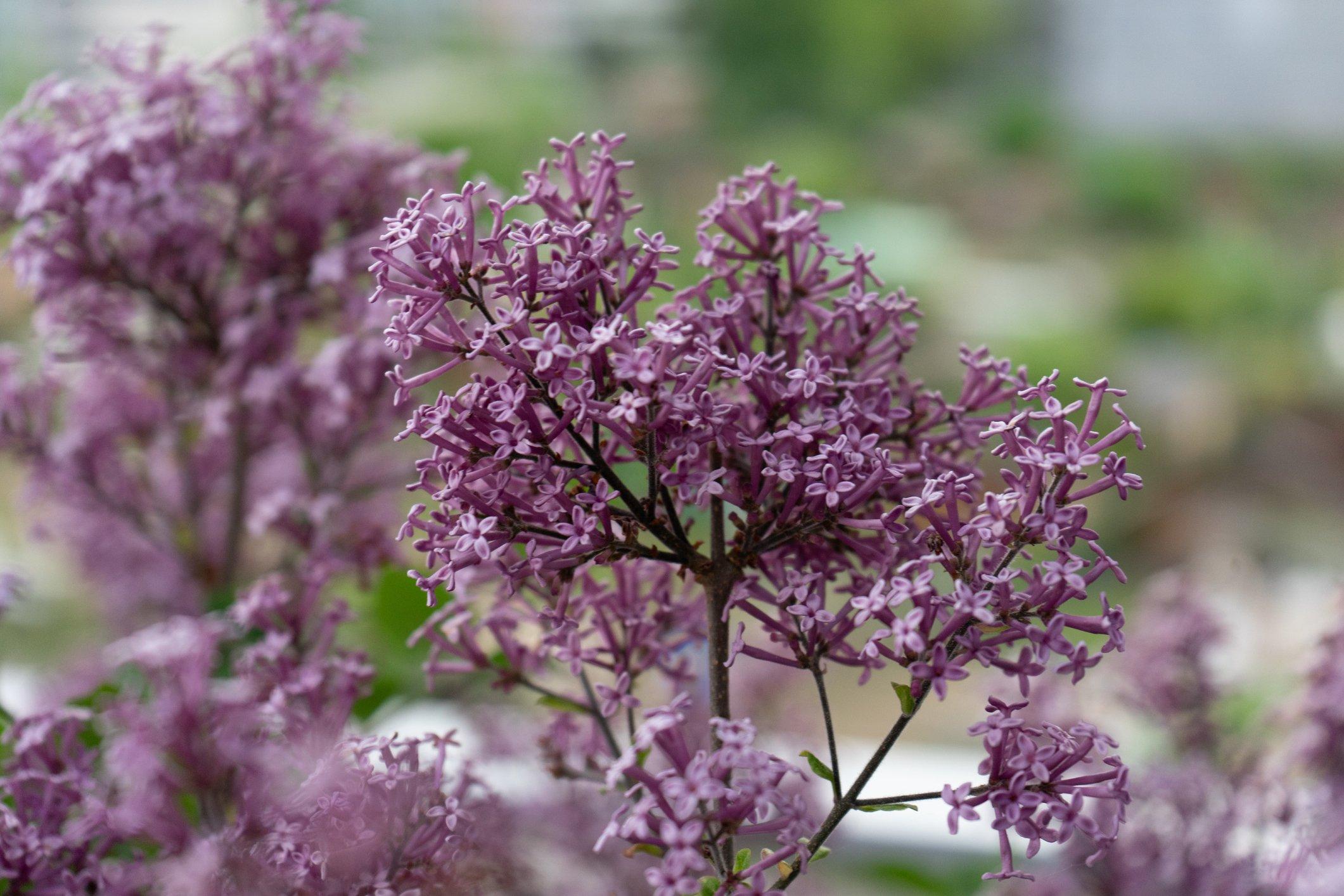 Syringa-Meyeri-Palibin-lilac