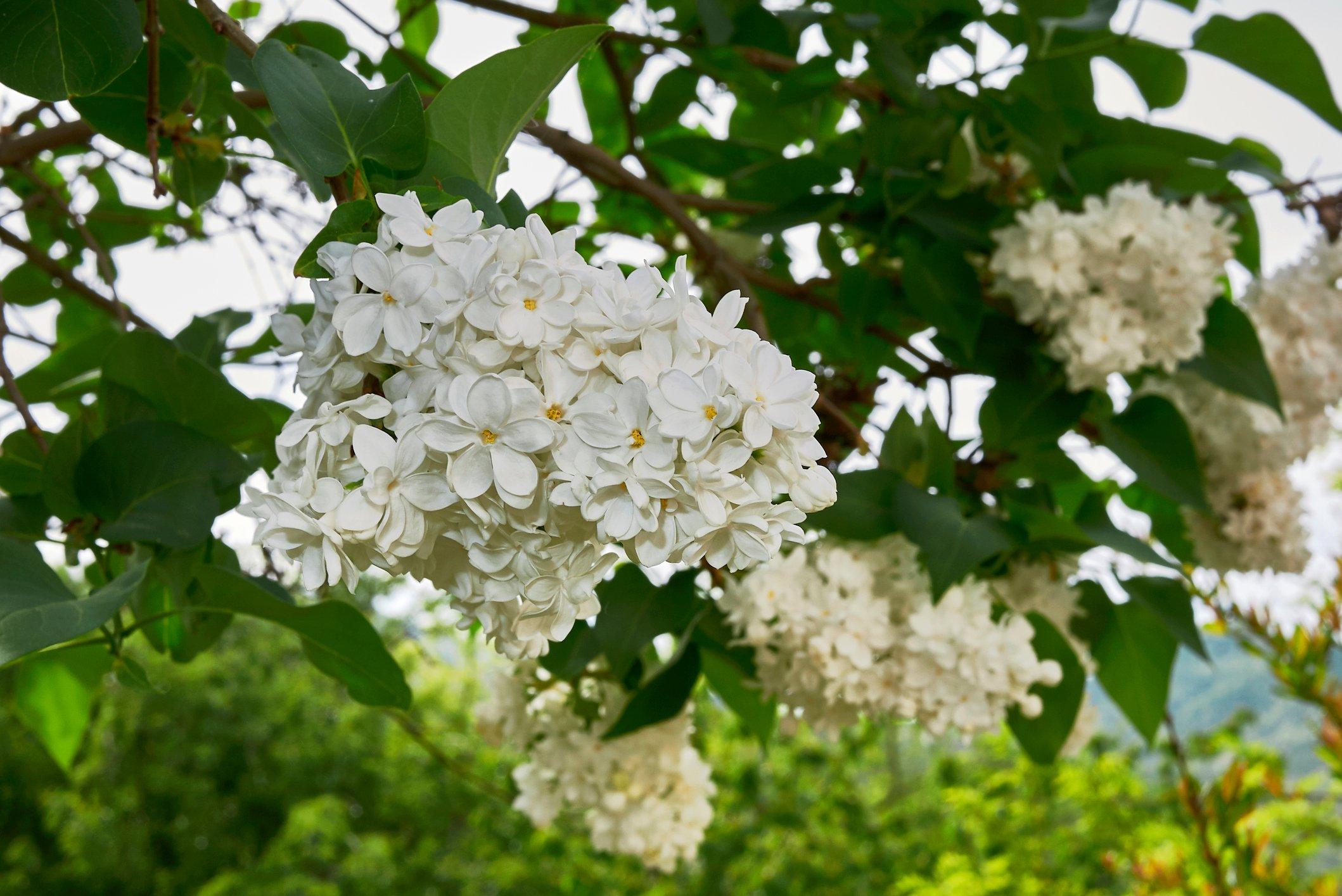Syringa-Vulgaris-Madame-Florent-Stepman-lilac