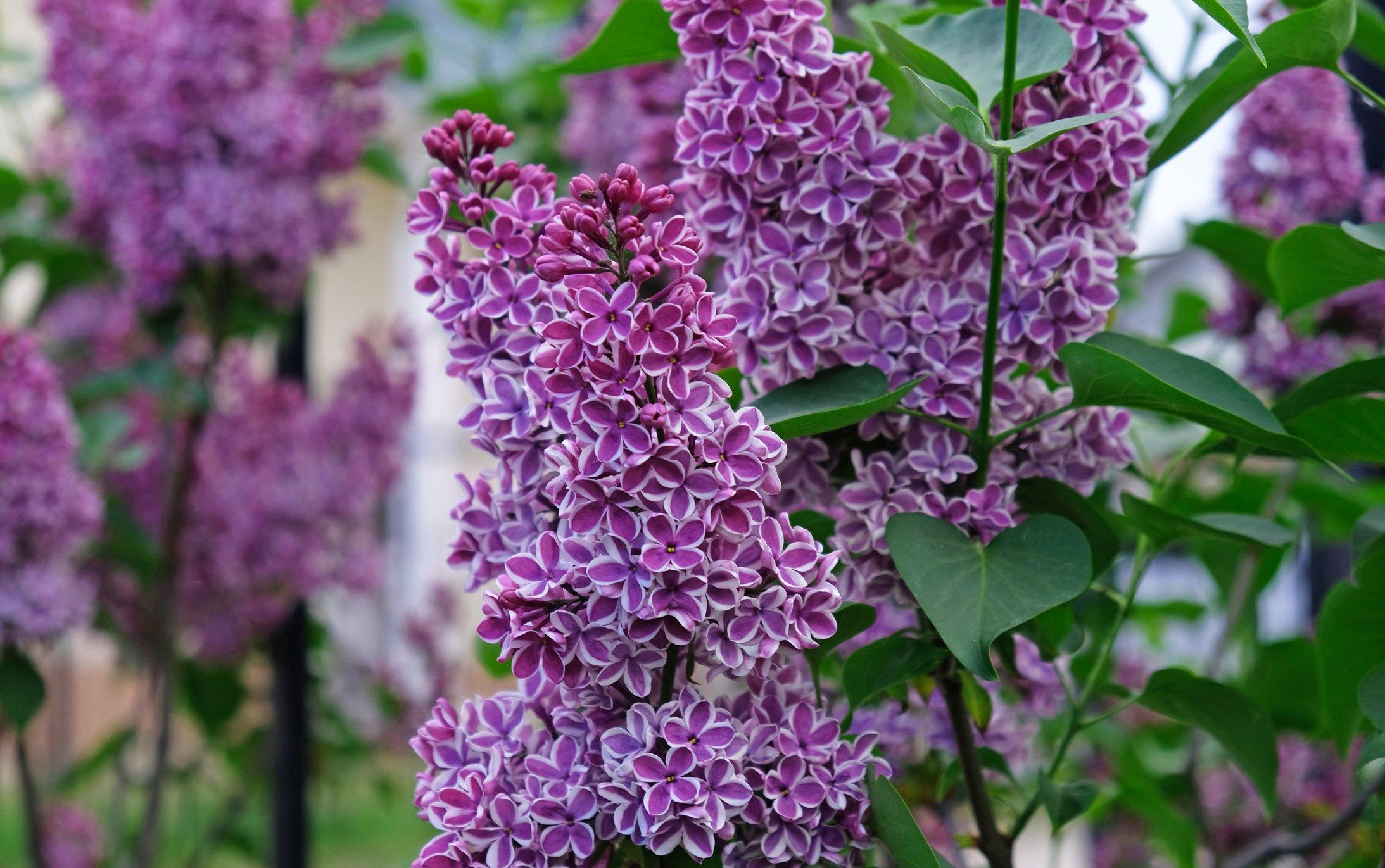 Syringa-Vulgaris-Sensation-lilac