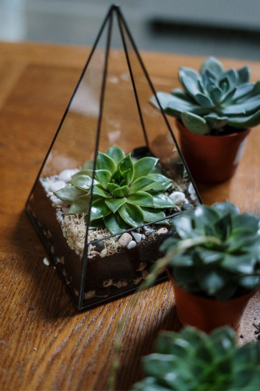 Terrarium