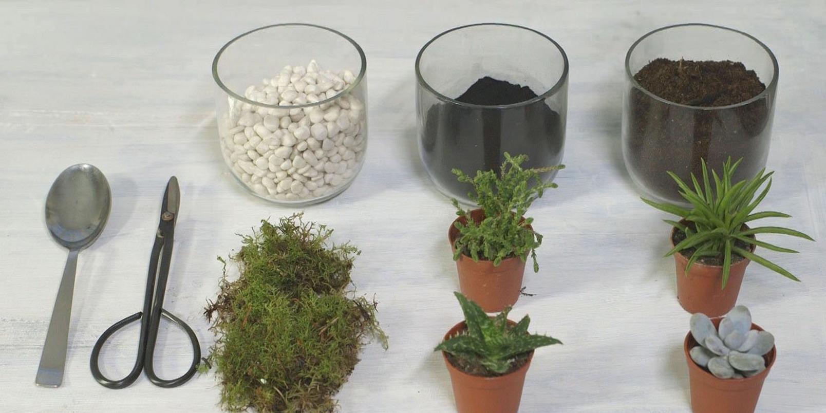 Terrarium1