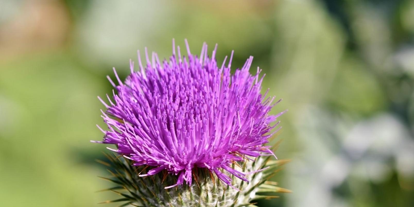 Thistle
