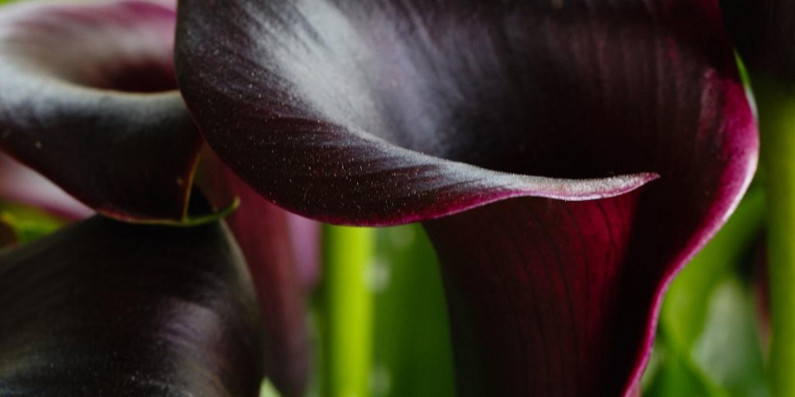 Untitled-design-1Calla