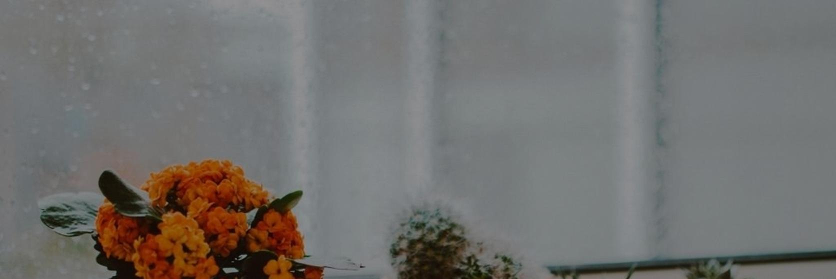 Untitled-design-2-1-plant-blog-banner